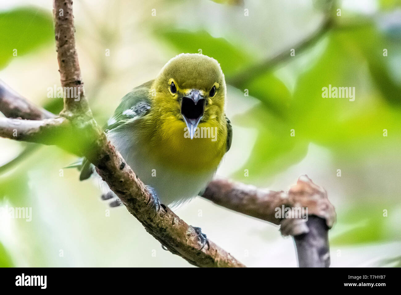 Yellow-throated Vireo perched on a laurel tree in the main Da Ponte, Corvo, Azores. October 16, 2018. Stock Photo