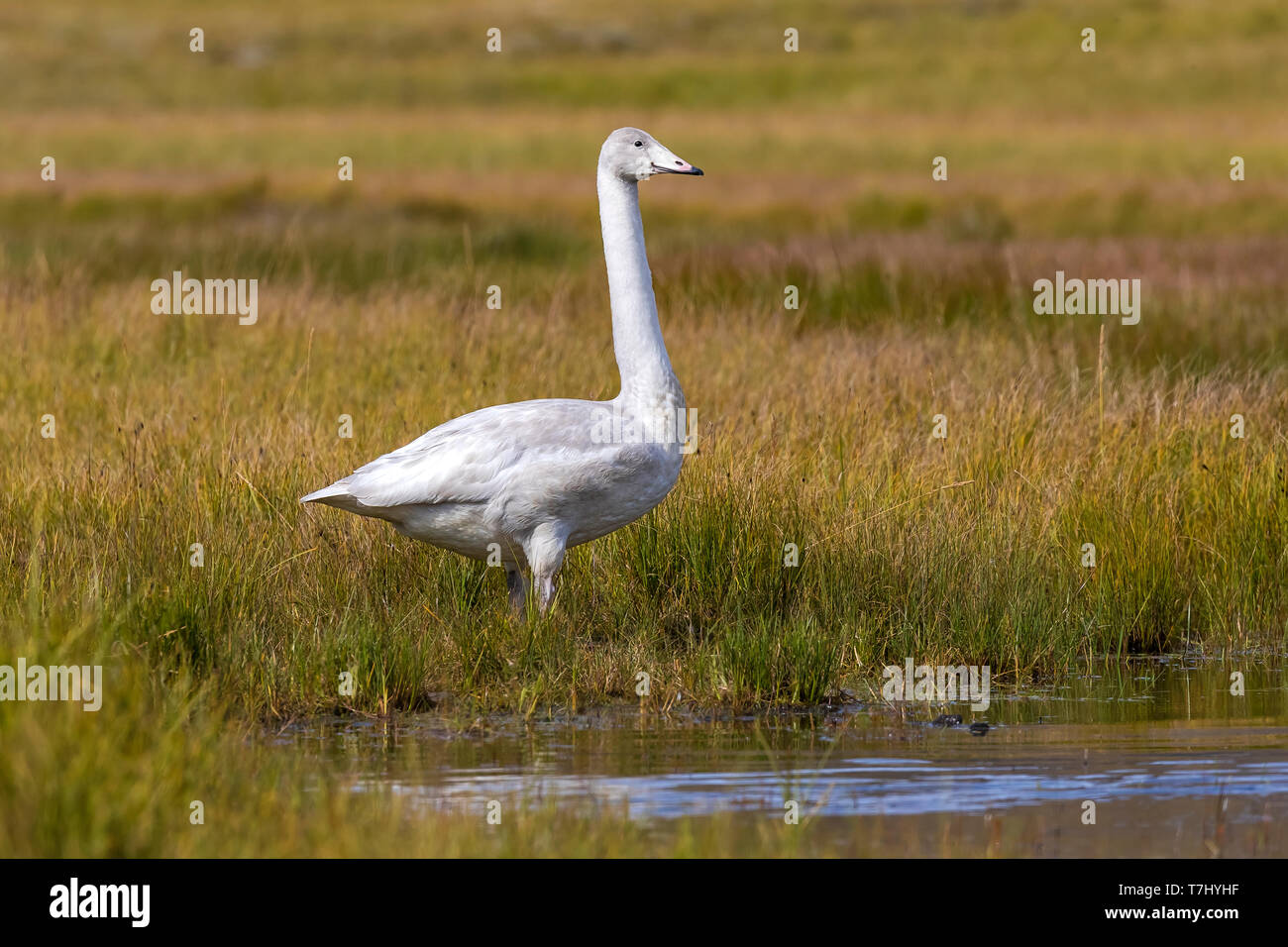Icelandic Whooper Swan swimming on a pool in Austurland, Iceland. August 22, 2018. Stock Photo