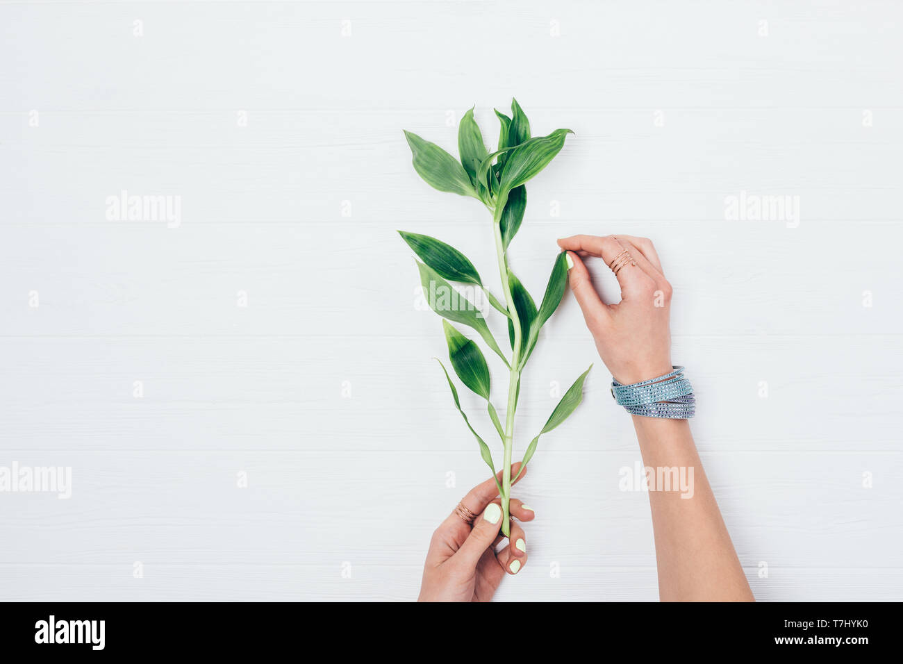 женщина с ветвью славы. девушка держит ветки у головы. женская рука с веточкой сосны. картинки с девушкой у которой руки-ветви. девушка с веткой в руках.