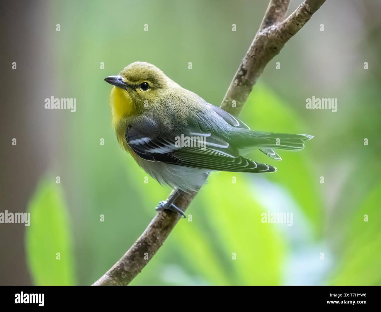 Yellow-throated Vireo perched on a laurel tree in the main Da Ponte, Corvo, Azores. October 16, 2018. Stock Photo