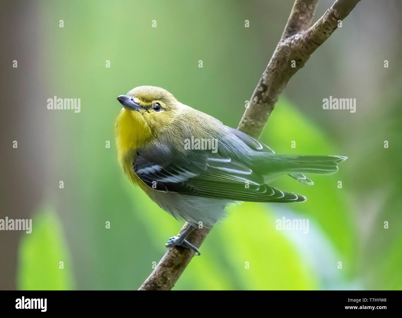 Yellow-throated Vireo perched on a laurel tree in the main Da Ponte, Corvo, Azores. October 16, 2018. Stock Photo