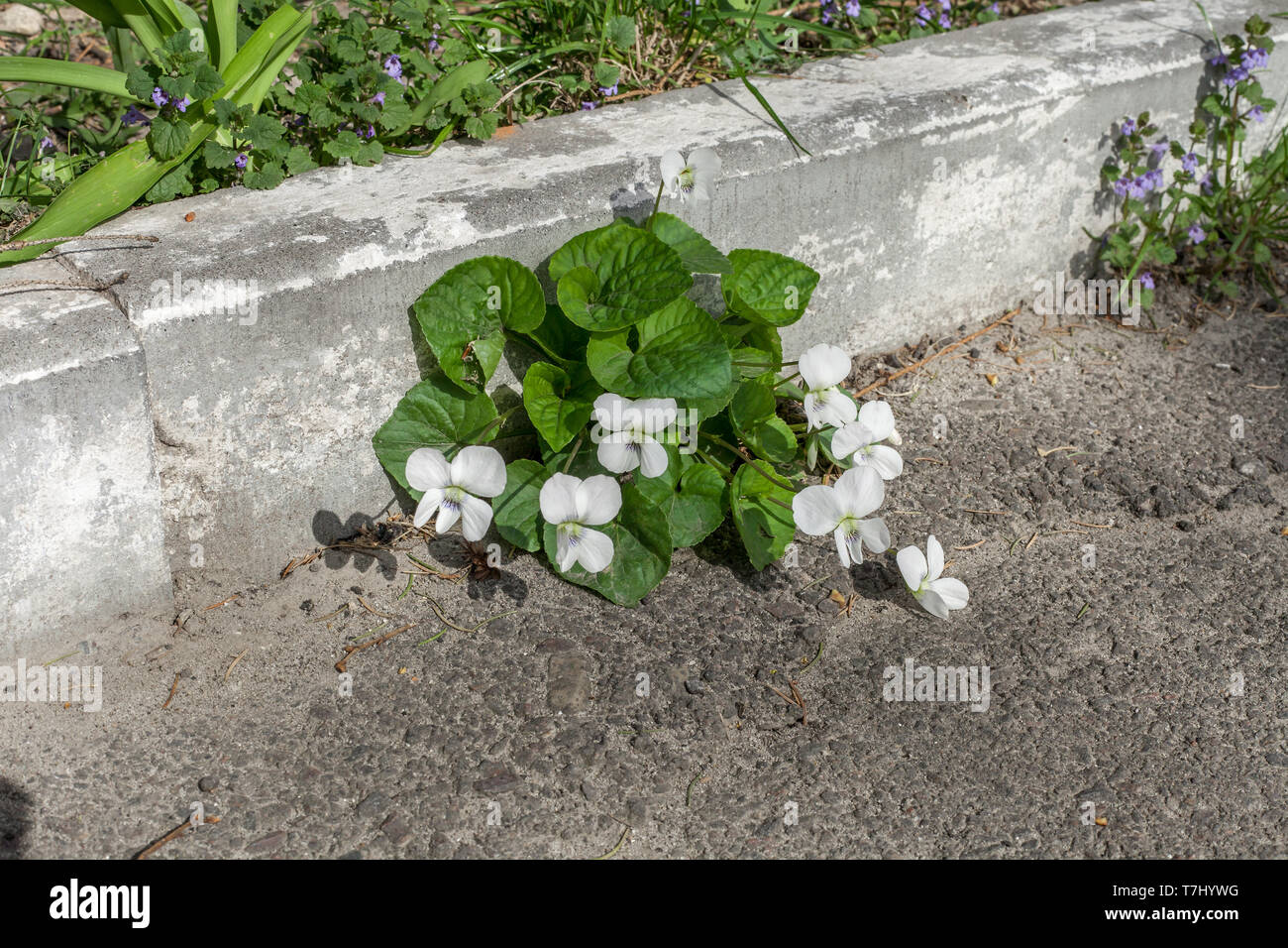 Viola odorata 'Alba' white flowers growing in spring garden. English violet small plants Stock Photo