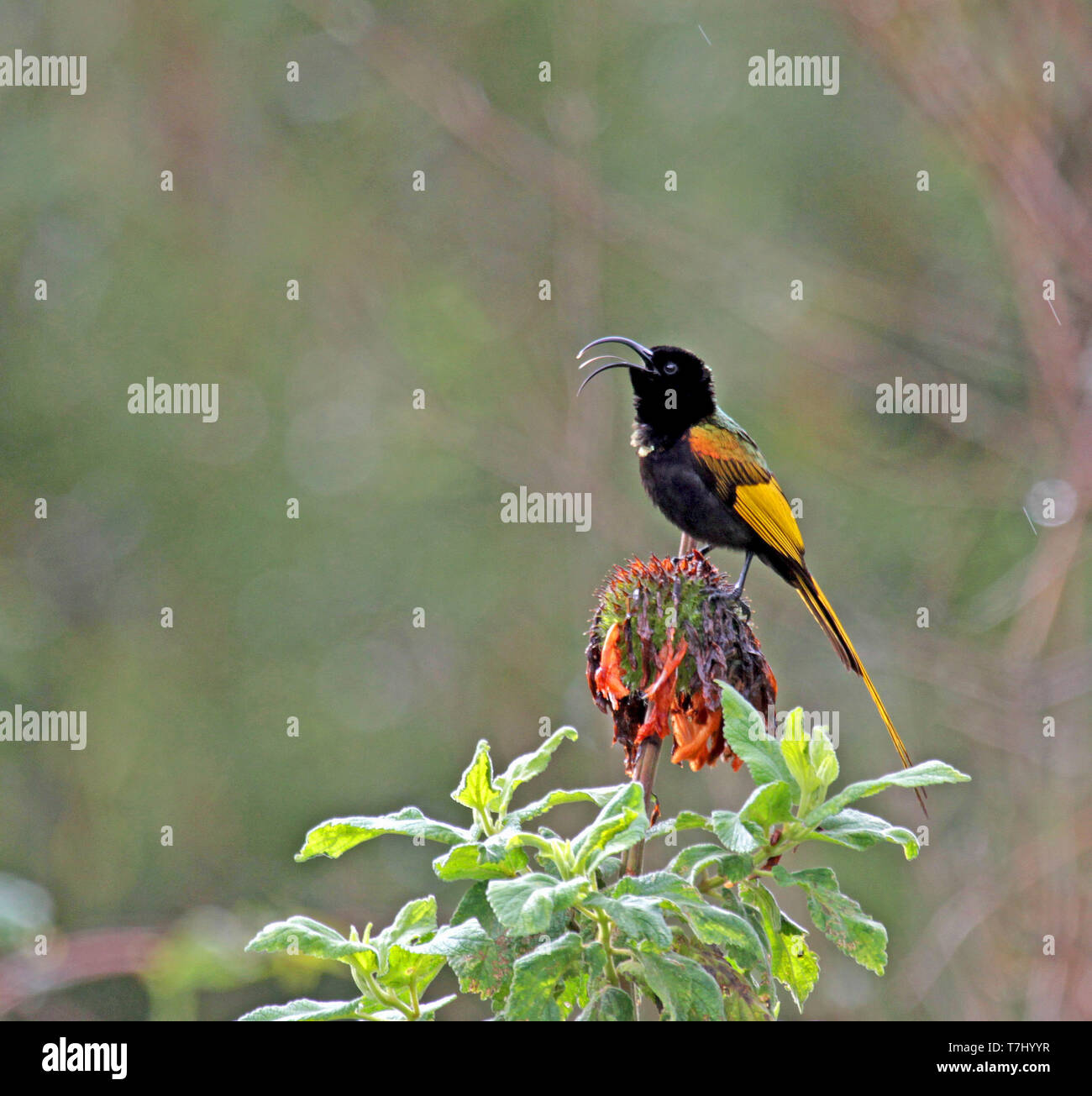Golden-winged sunbird (Drepanorhynchus reichenowi) singing perched on a flower Stock Photo