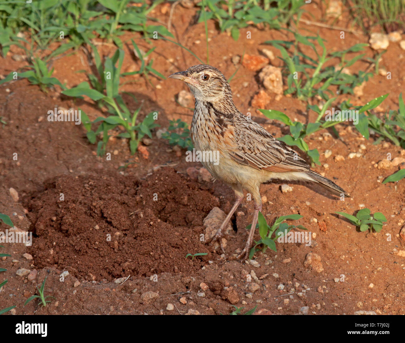 Rufous-naped lark (Mirafra africana) Stock Photo