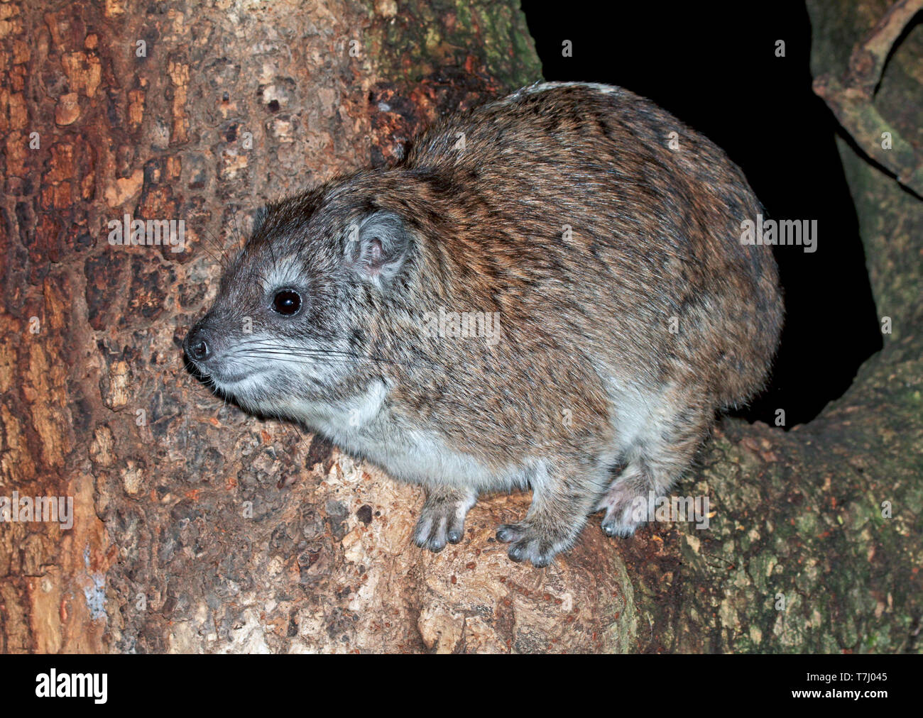Southern tree hyrax (Dendrohyrax arboreus) perched in a tree by night Stock Photo