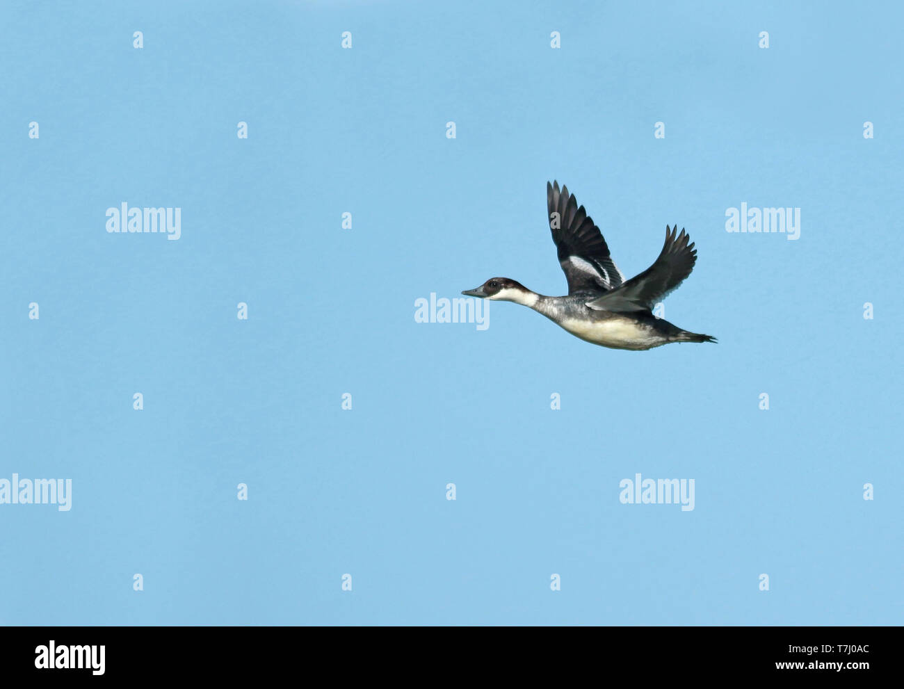 Smew In Flight Smew flying hi-res stock photography and images - Alamy