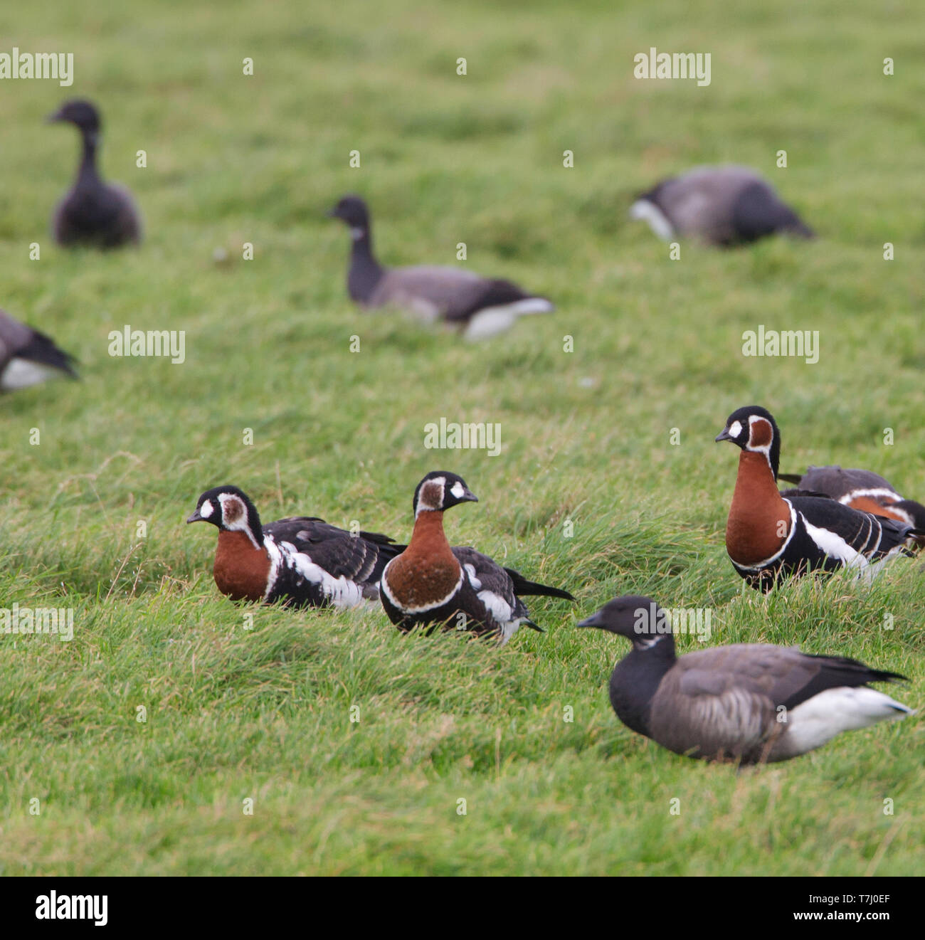 Two first-winter Red-breasted Geese (Branta ruficollis) with one adult (right), between other geese, in a green meadow on Terschelling, Netherlands. Stock Photo