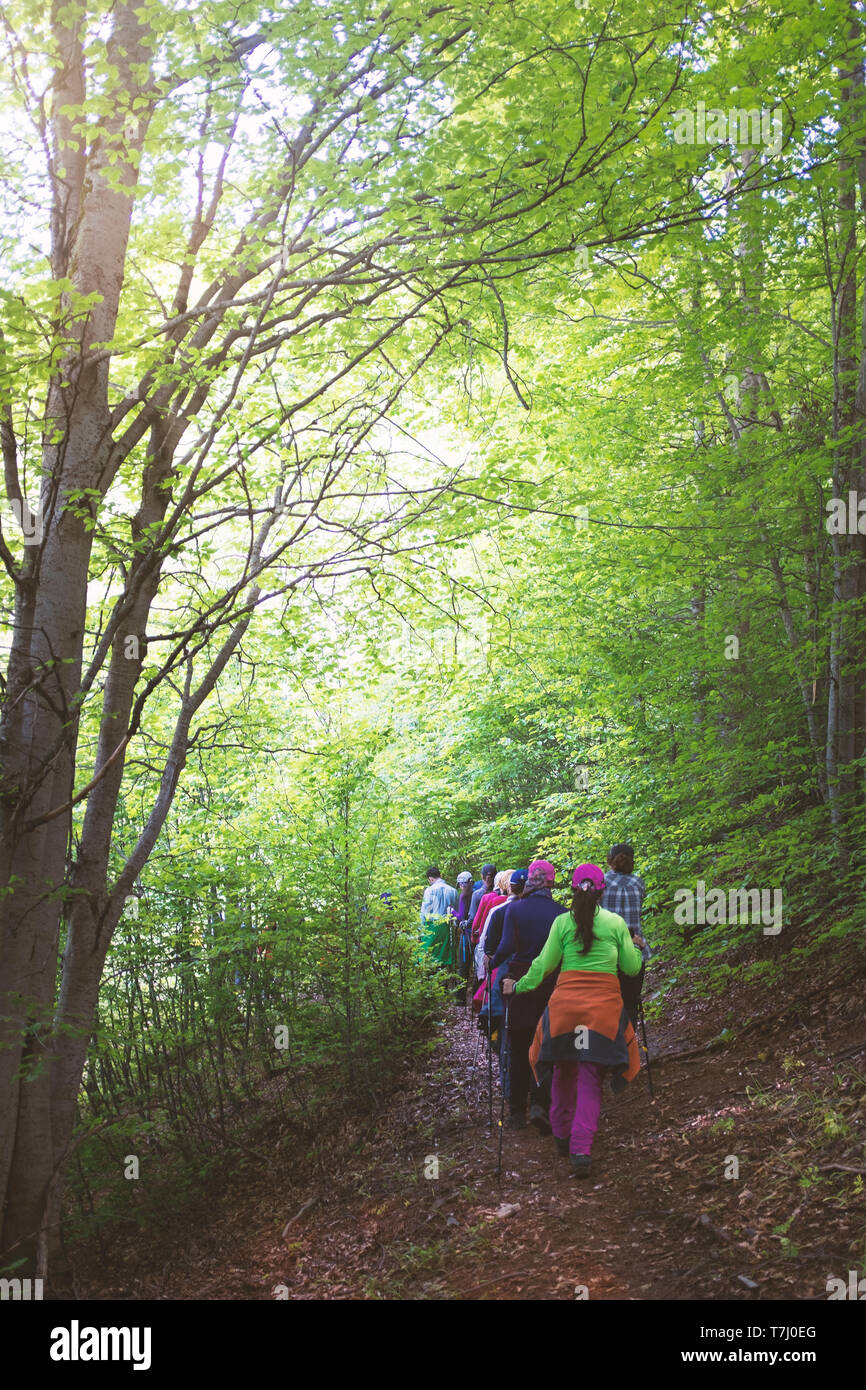A group of the hiker is hiking in the jungle. Stock Photo
