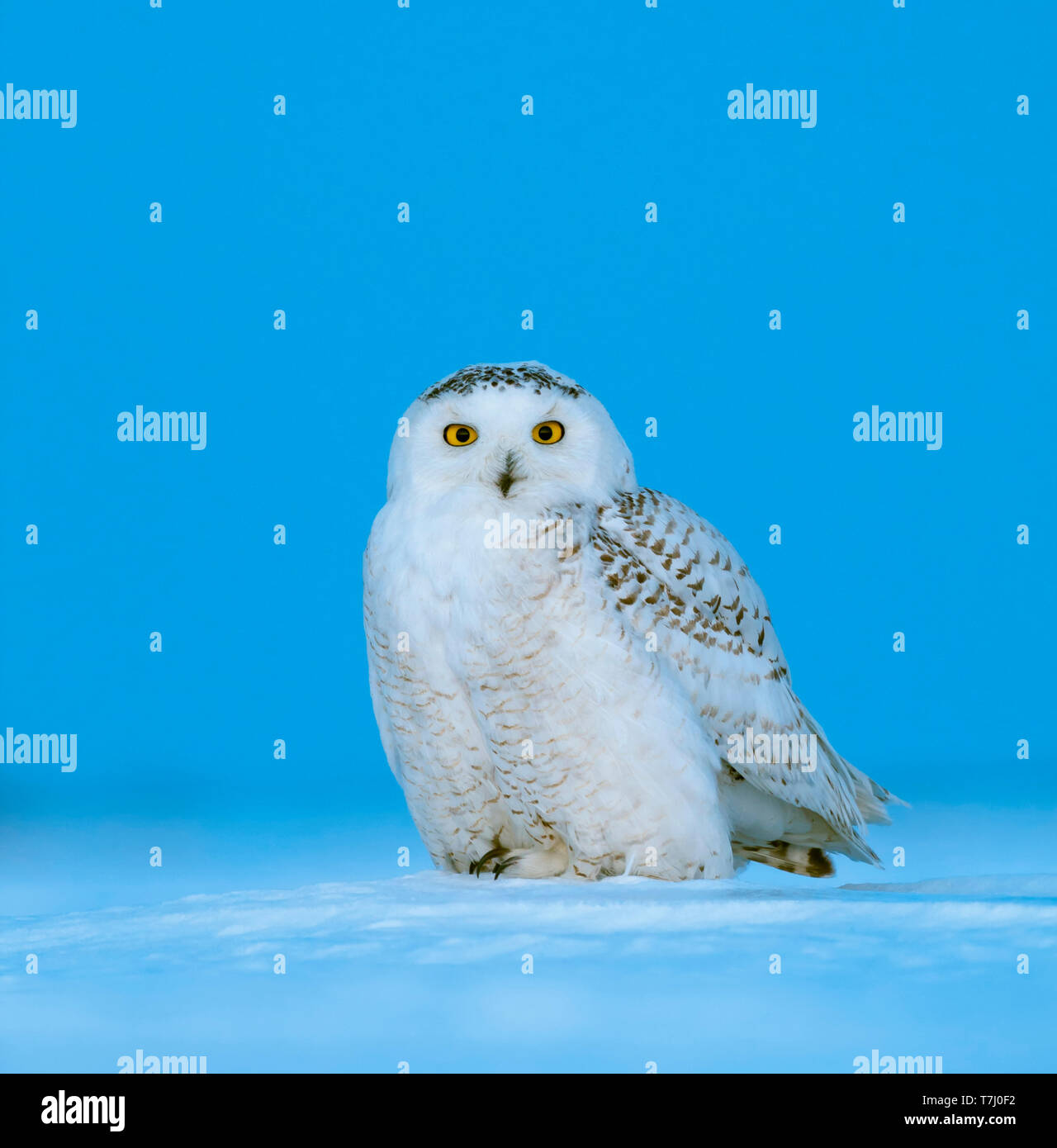 Snowy Owl (Bubo scandiacus) sitting on snow in the early morning. Looking straight into the camera. Stock Photo