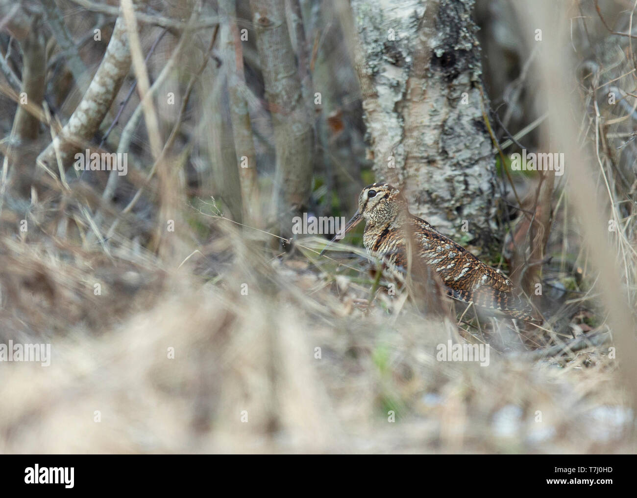 Eurasian Woodcock (Scolopax rusticola) skulking on the ground in a dense Finnish forest. Stock Photo