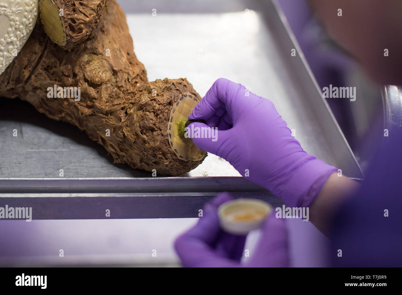 A chocolatier adds the finishing touches on a giant chocolate teddy bear made for the announcement of a new royal baby at Cadbury World in Birmingham. Stock Photo