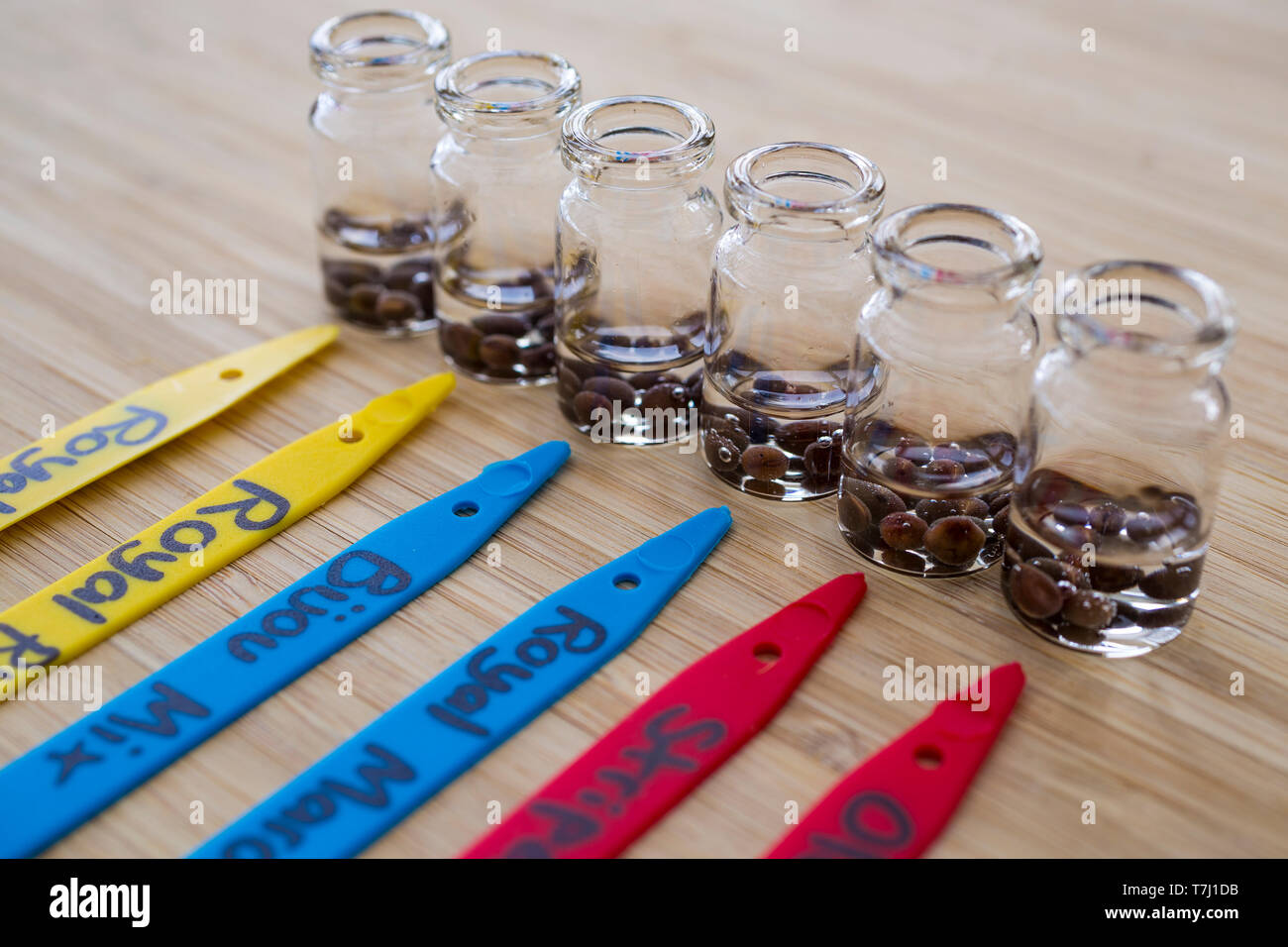 A variety of Sweet Pea seeds soaking in water in glass jars Stock Photo