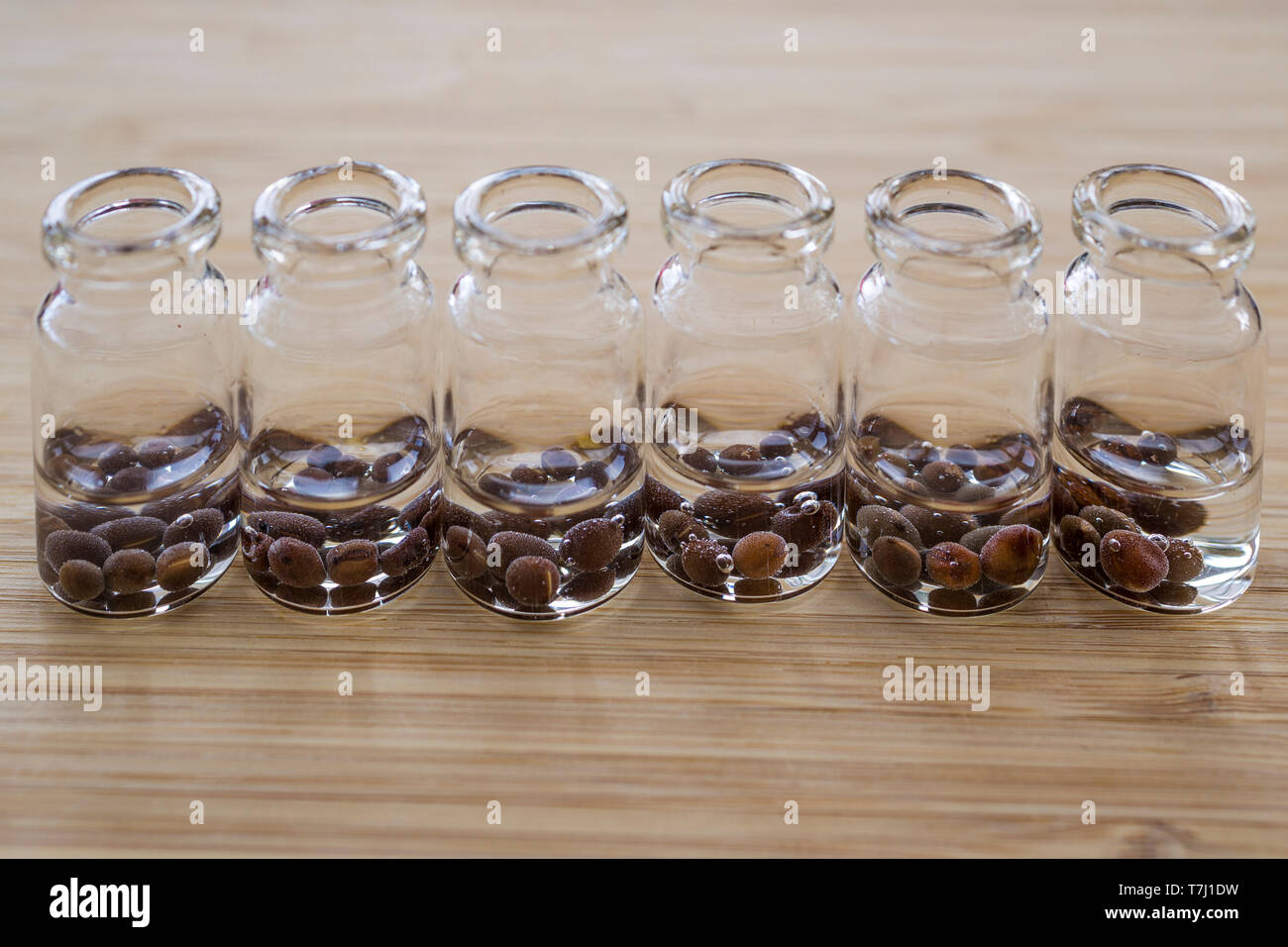 A variety of Sweet Pea seeds soaking in water in glass jars Stock Photo
