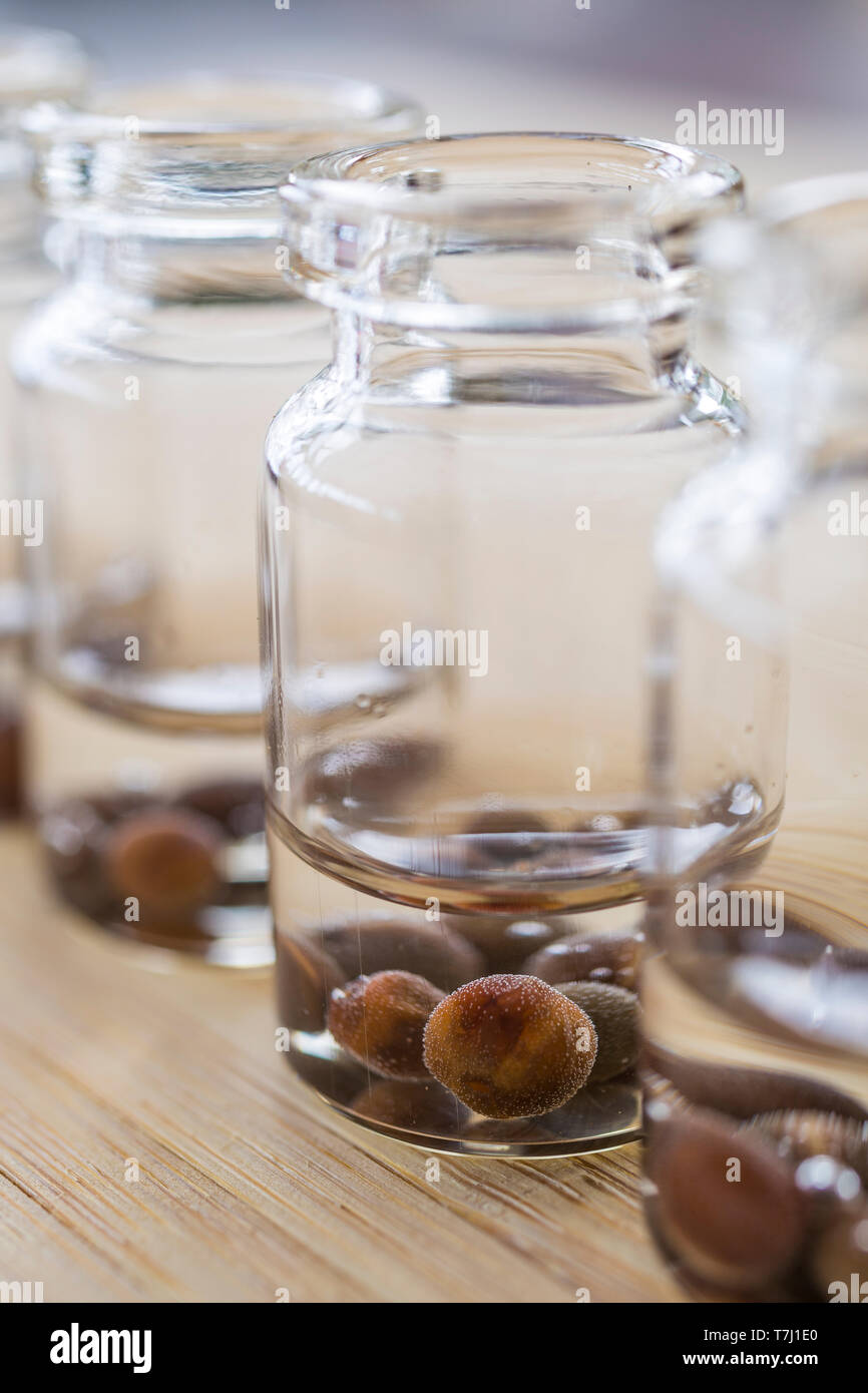 A variety of Sweet Pea seeds soaking in water in glass jars Stock Photo
