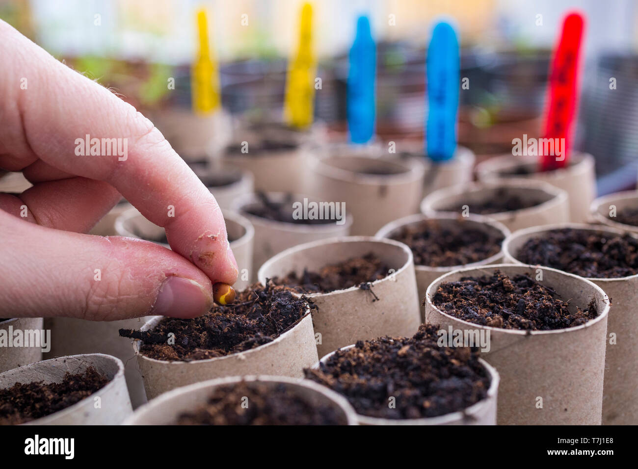 Sowing Sweet Pea seeds in toilet roll tubes Stock Photo