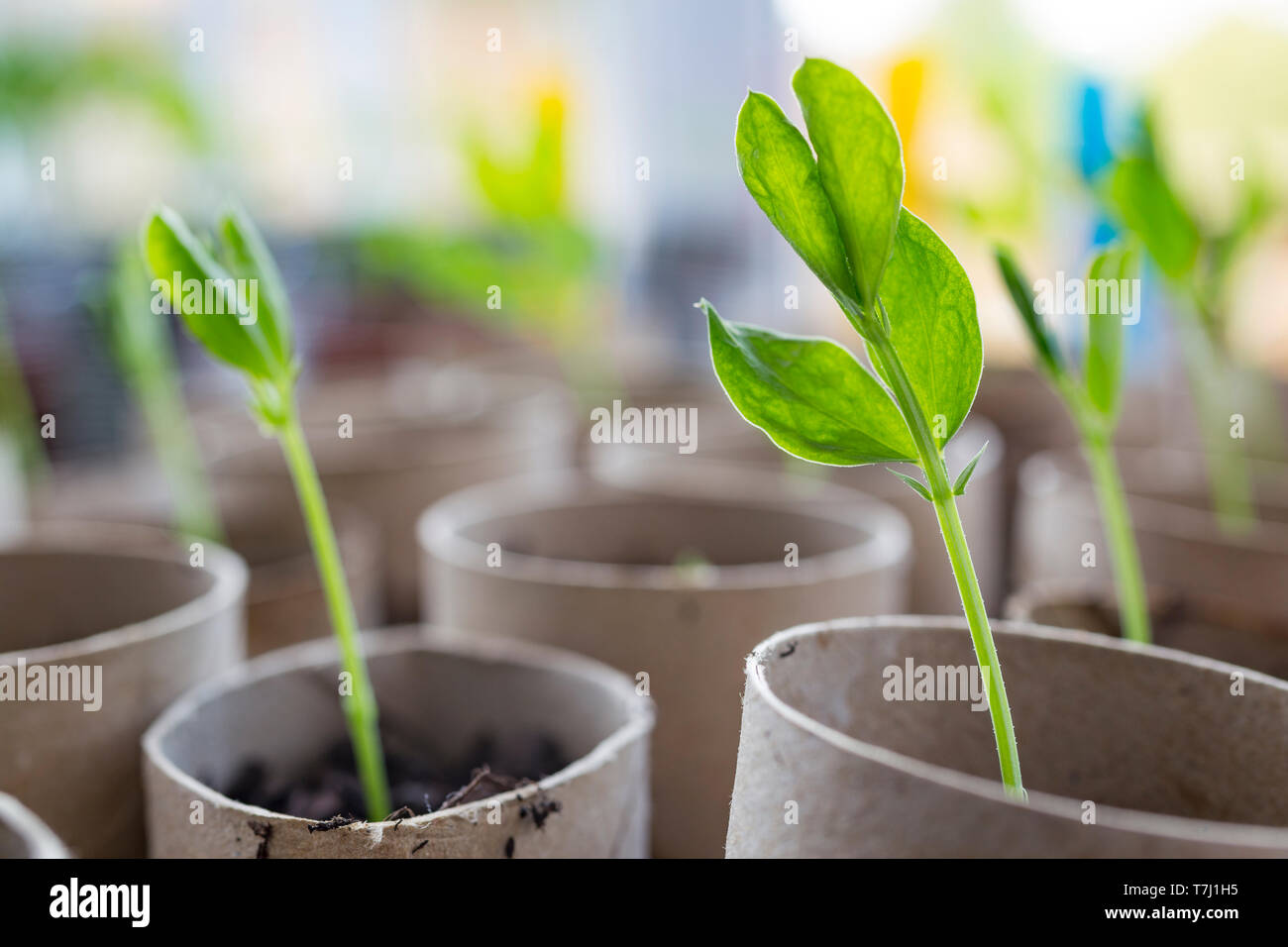 Sweet Pea seedlings growing in toilet roll tubes Stock Photo Alamy