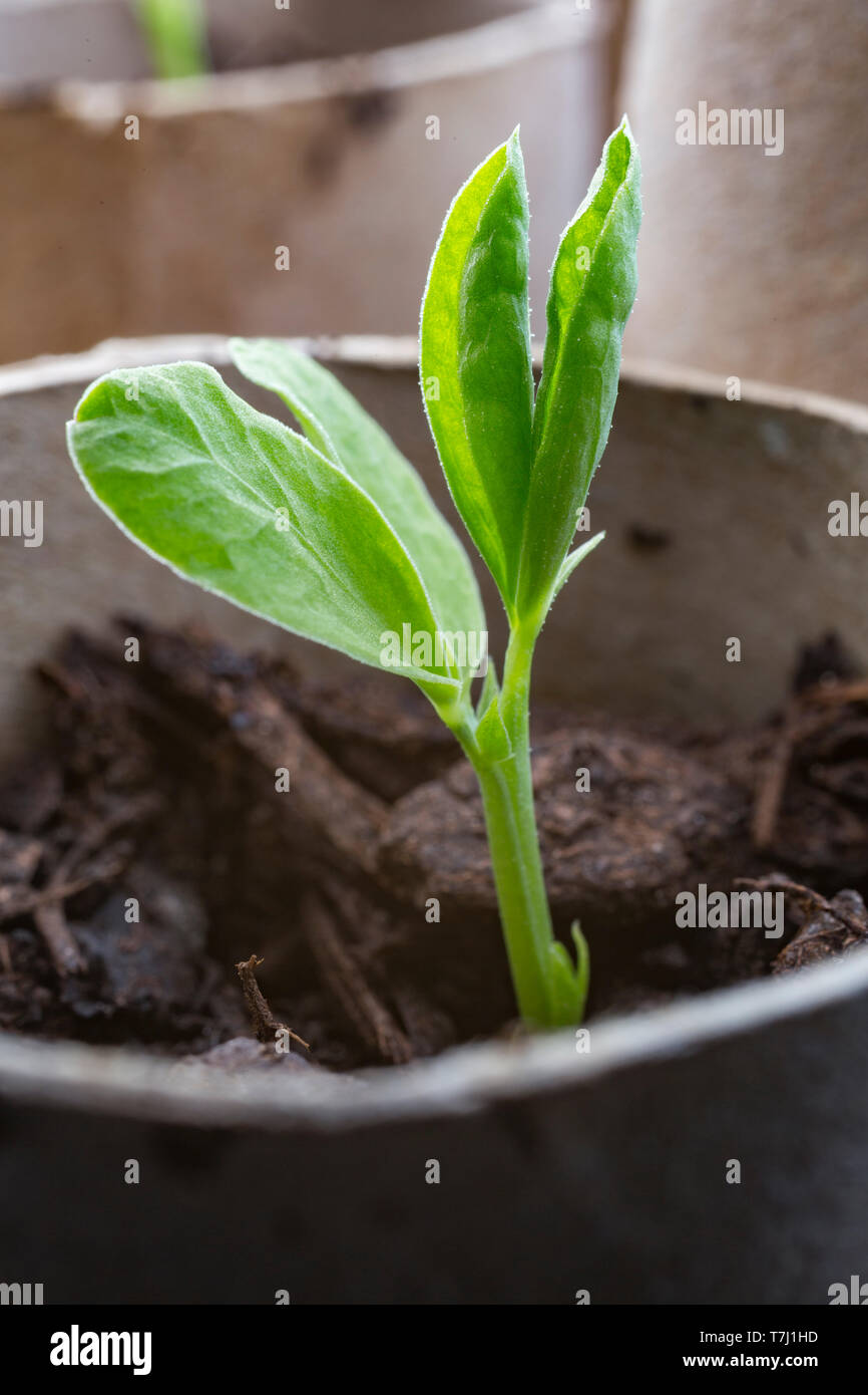 A Sweet Pea seedling growing in a toilet roll tube Stock Photo Alamy
