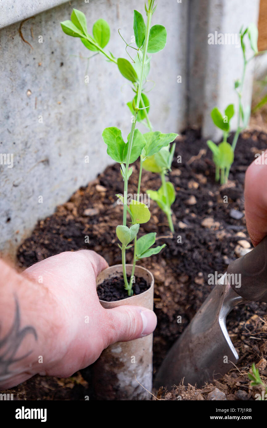 Planting out Sweet Pea plants into a garden border Stock Photo Alamy