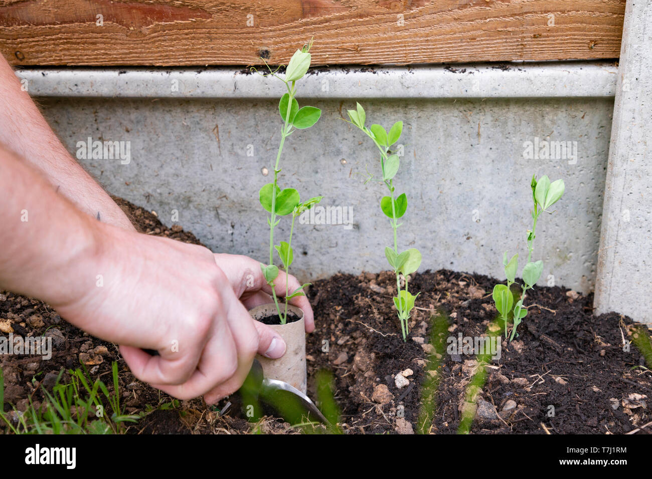 Planting out Sweet Pea plants into a garden border Stock Photo Alamy