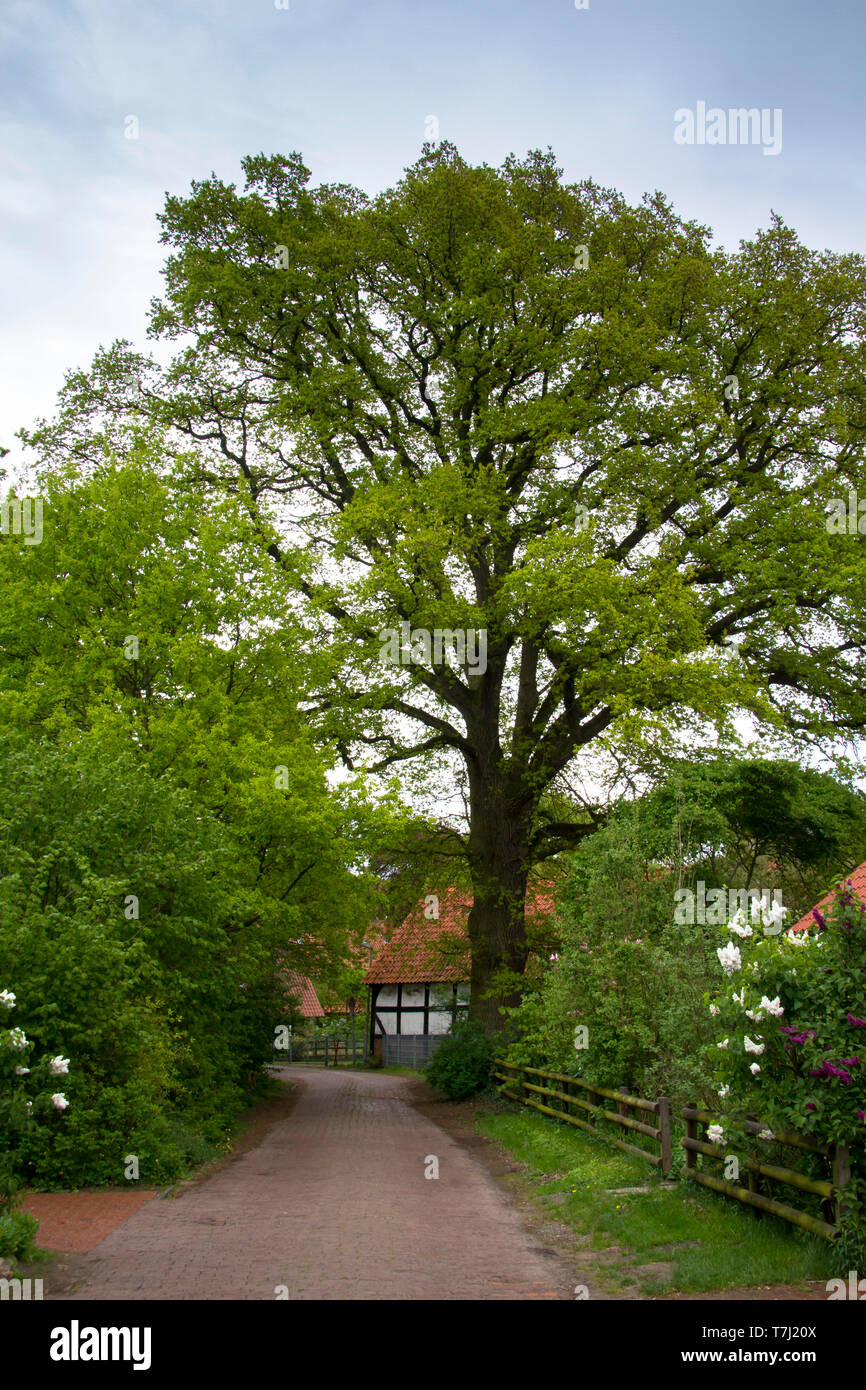 large old oak tree in Fischerhude, Germany.   grosse alte Eiche in Fischerhude, Deutschland Stock Photo