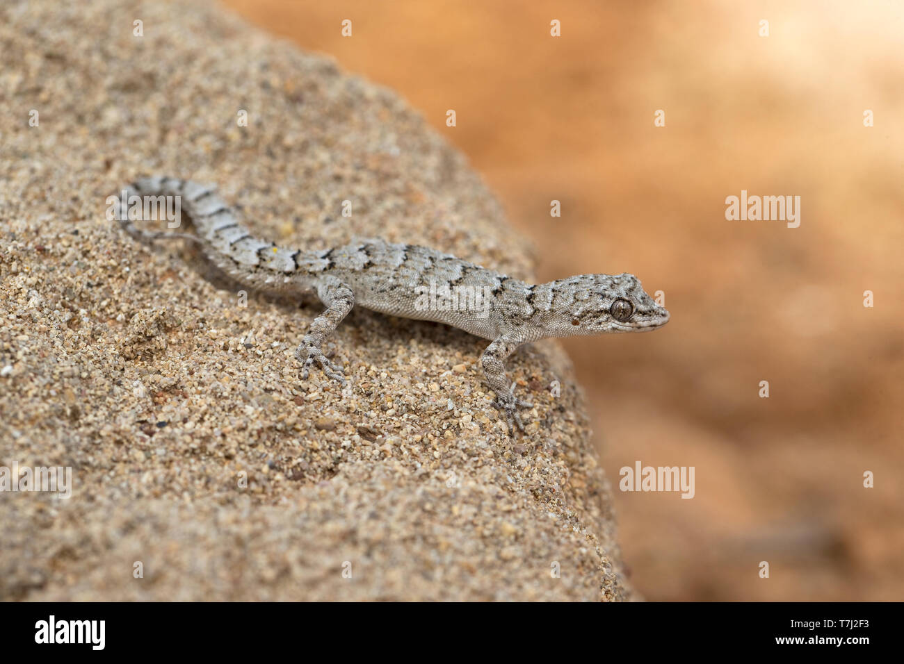 Kotschy's Gecko (Mediodactylus kotschyi) Stock Photo