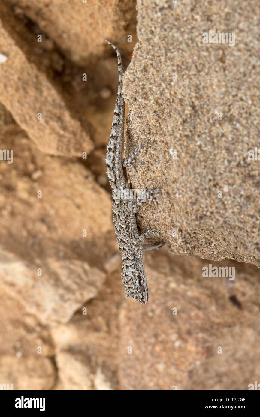 Kotschy's Gecko (Mediodactylus kotschyi) Stock Photo