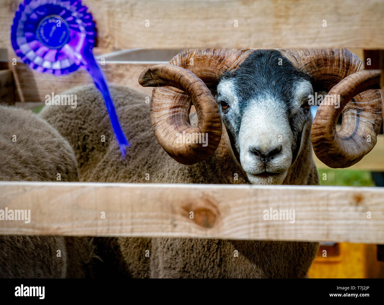 Scottish Blackface Sheep, Agricultural Show, Scotland, UK Stock Photo