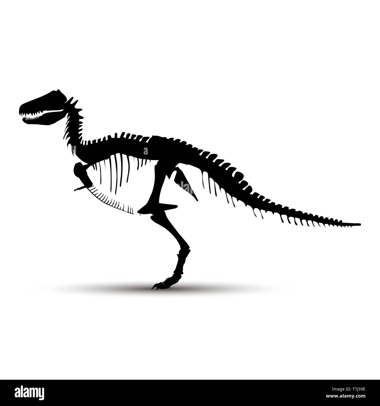 Tyrannosaurus Rex Skeleton Drawing High Resolution Stock