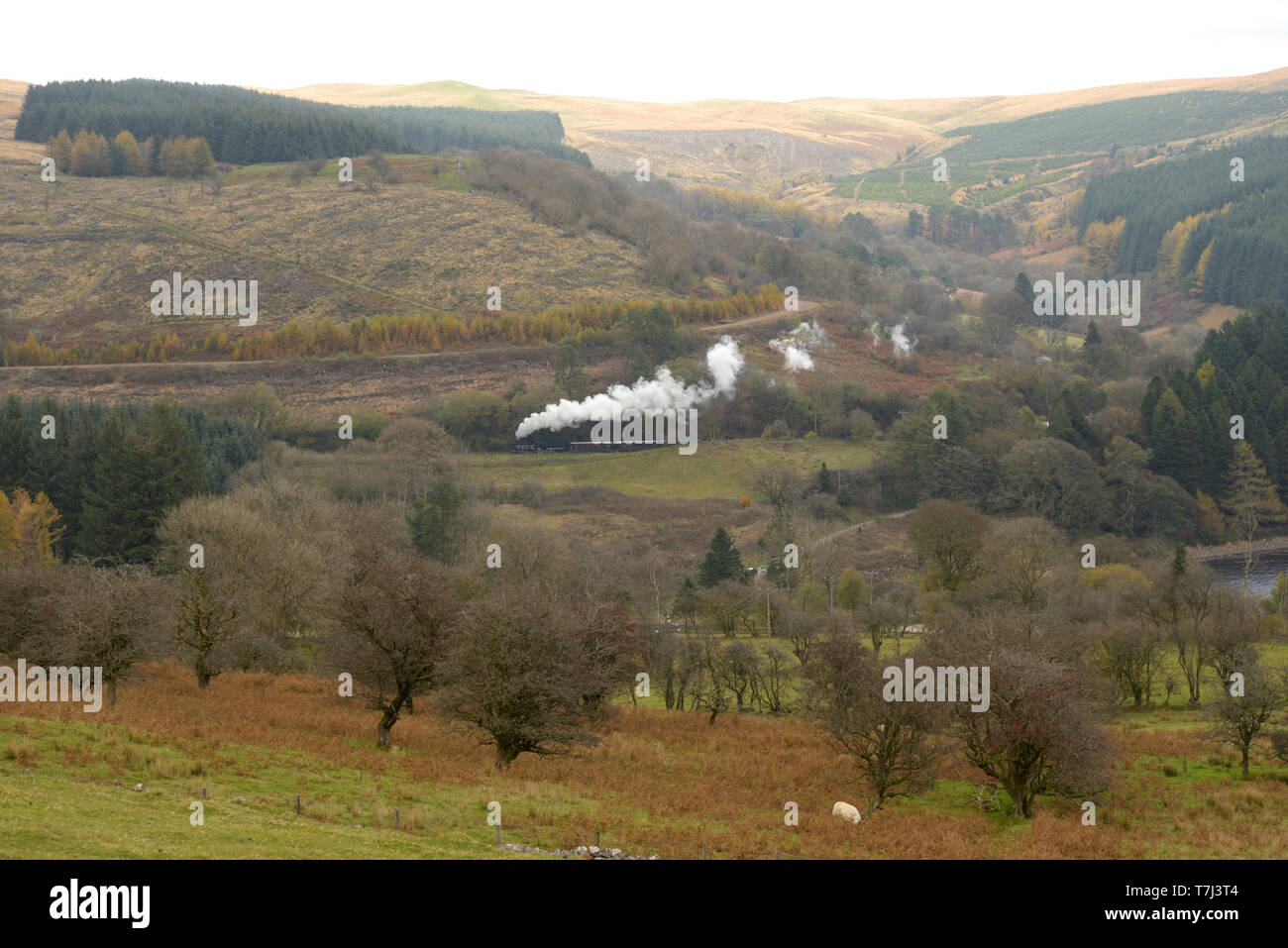 Brecon Mountain Railway Steam Train from the common above Pentwyn Reservoir Stock Photo