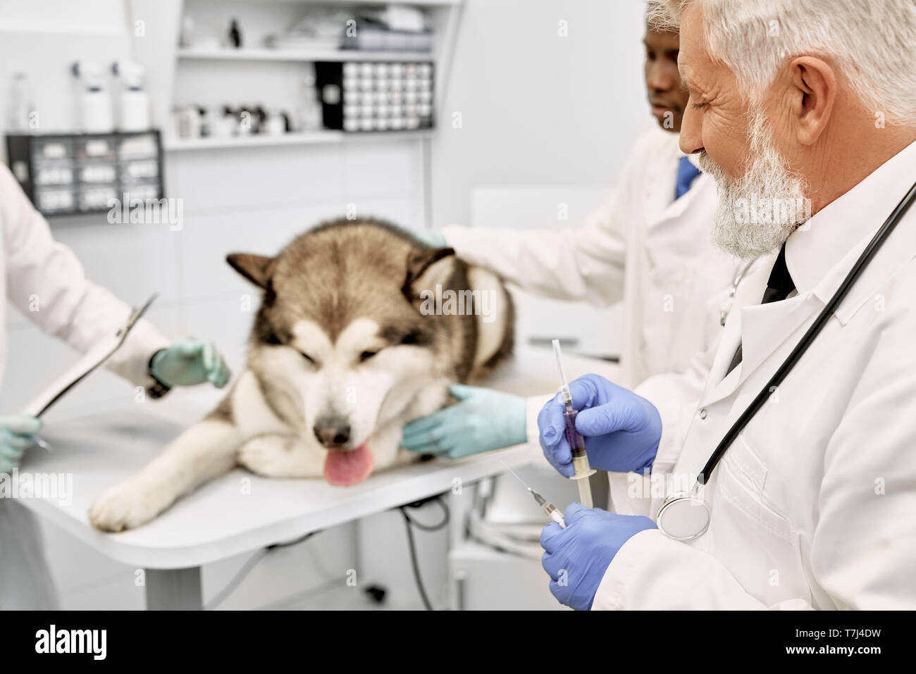 Veterinary doctors preparing for vaccination of big dog. Sad alaskan malamute lying on table in medical cabinet. Elderly doctor wearing in white uniform, blue gloves, holding syringe. Stock Photo