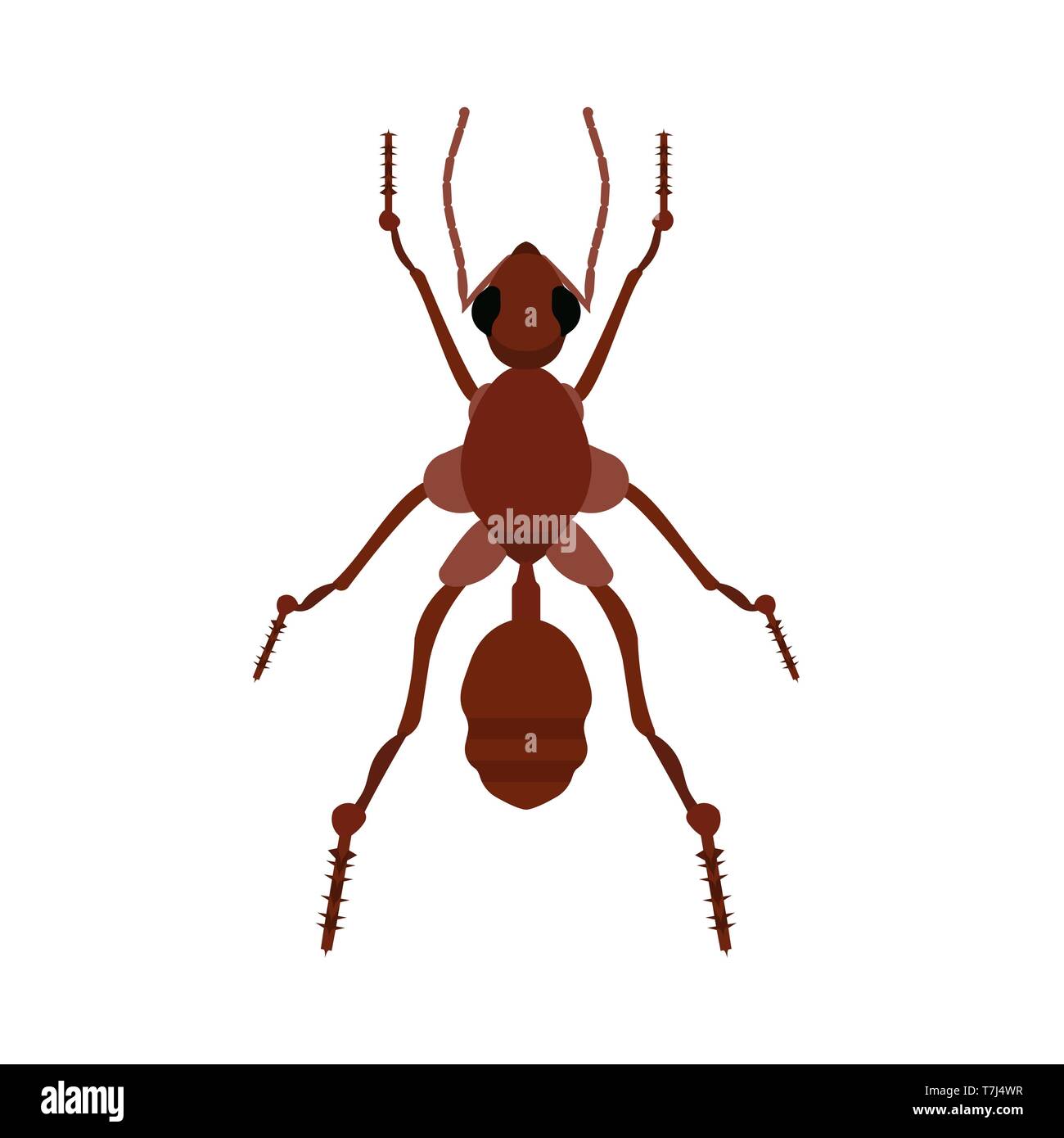 Ant small wildlife brown worker top view vector. Flat forest insect icon Stock Vector