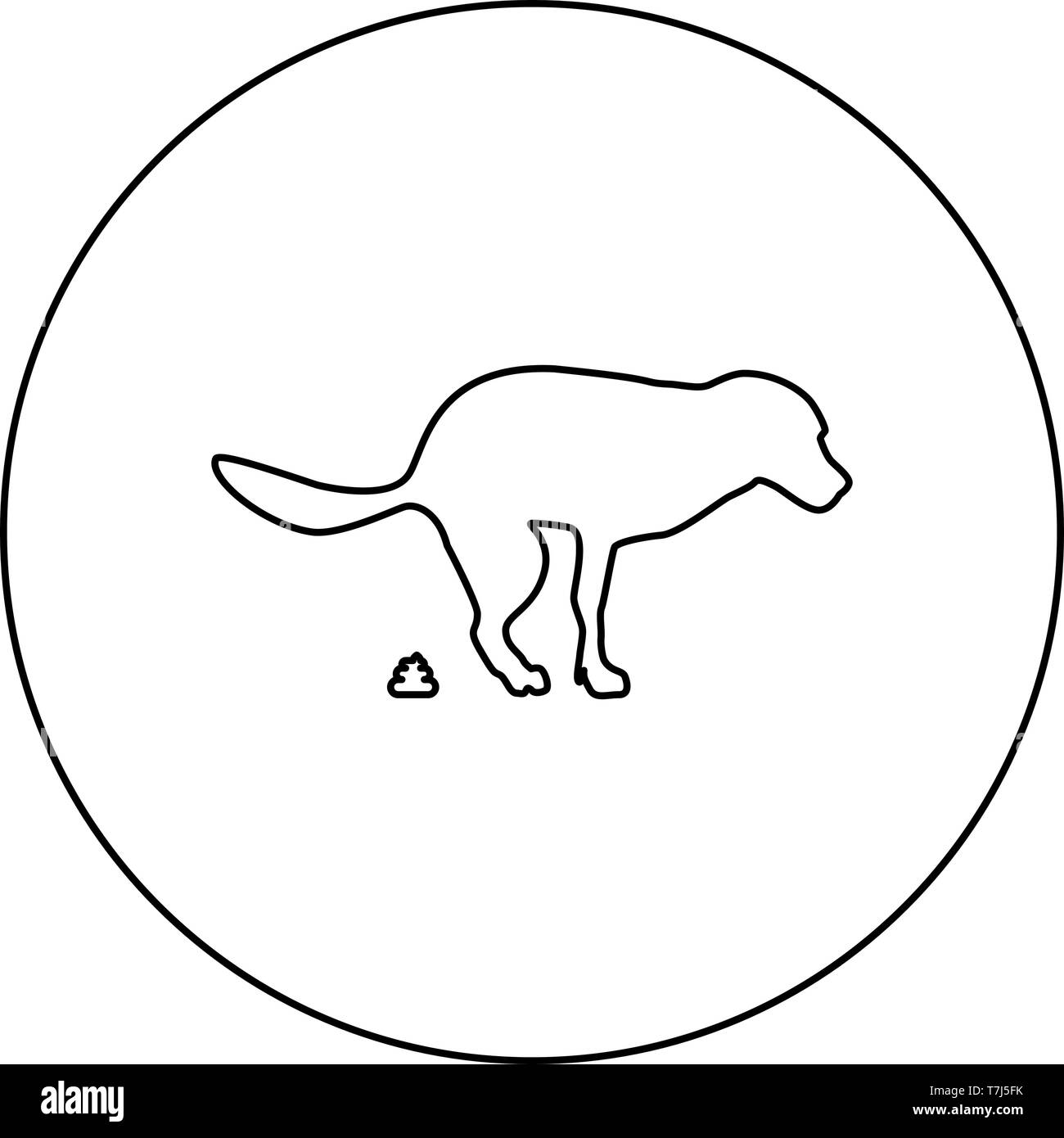 Why Does My Dog Poop In A Circle