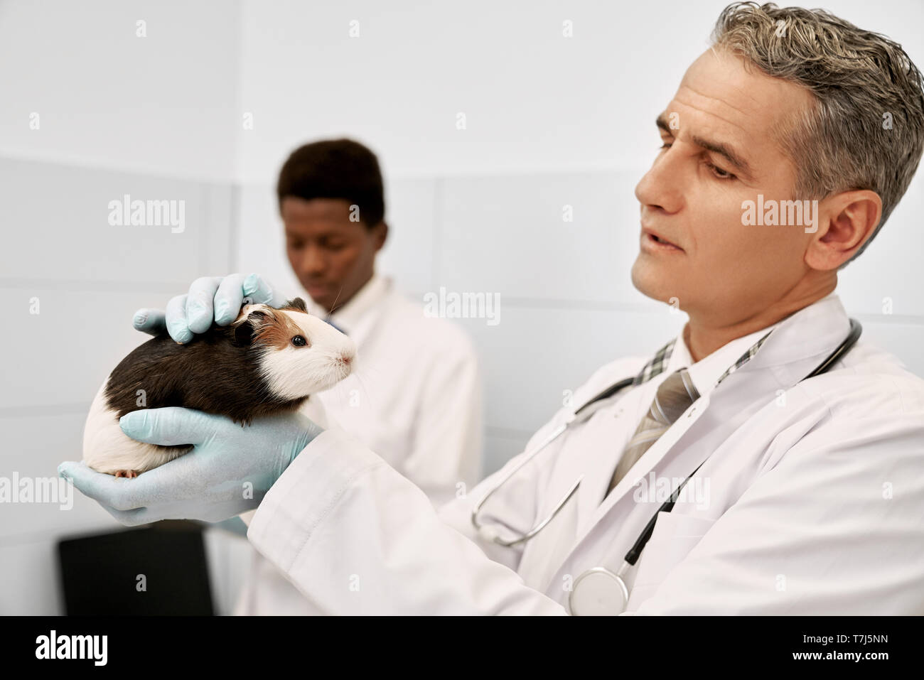 Vet specialist holding in hands hamster, looking at him and examining. White and brown cute