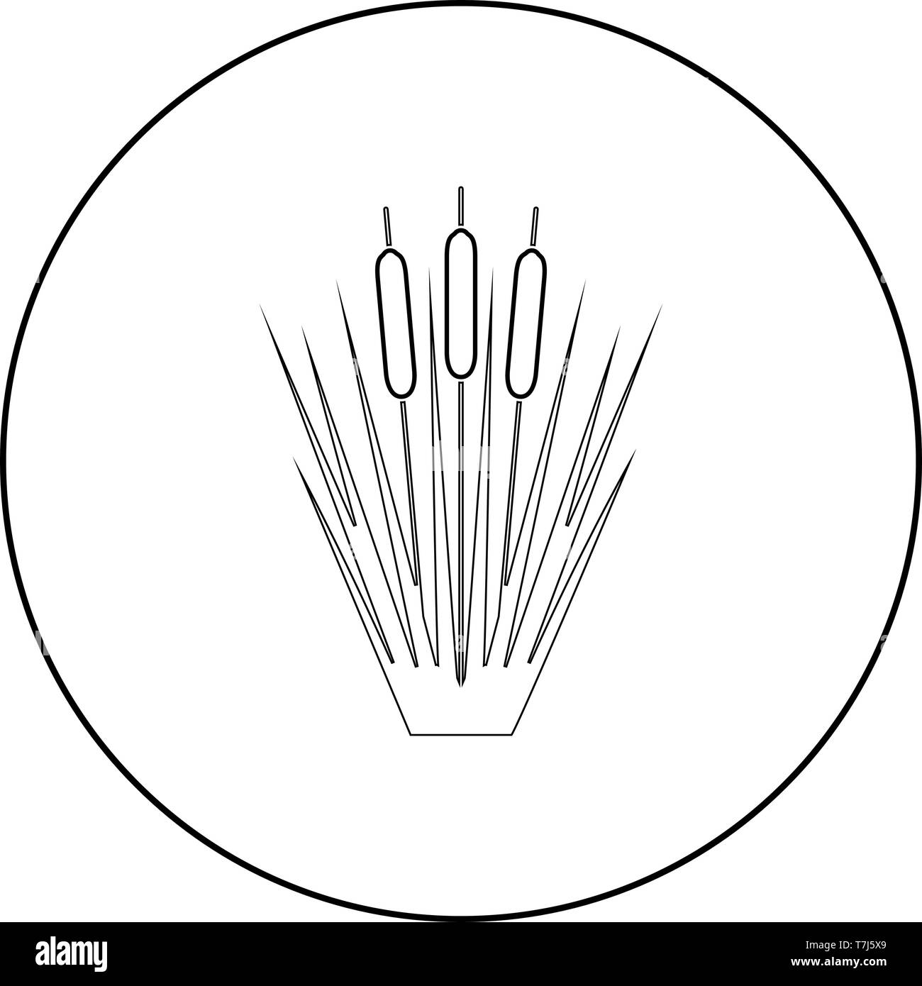Reed Bulrush Reeds Club-rush ling Cane rush icon in circle round ...