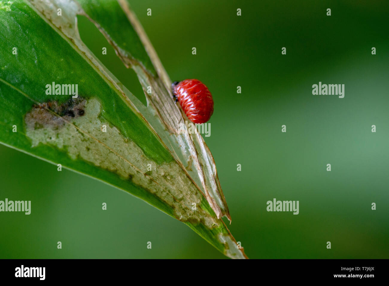Lily Beetle Larvae on Lily Leaf, UK Stock Photo Alamy
