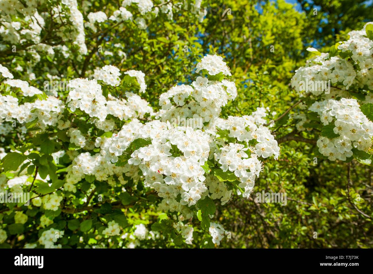 Midland hawthorn (Crataegus laevigata), flowering, Thuringia, Germany Stock Photo