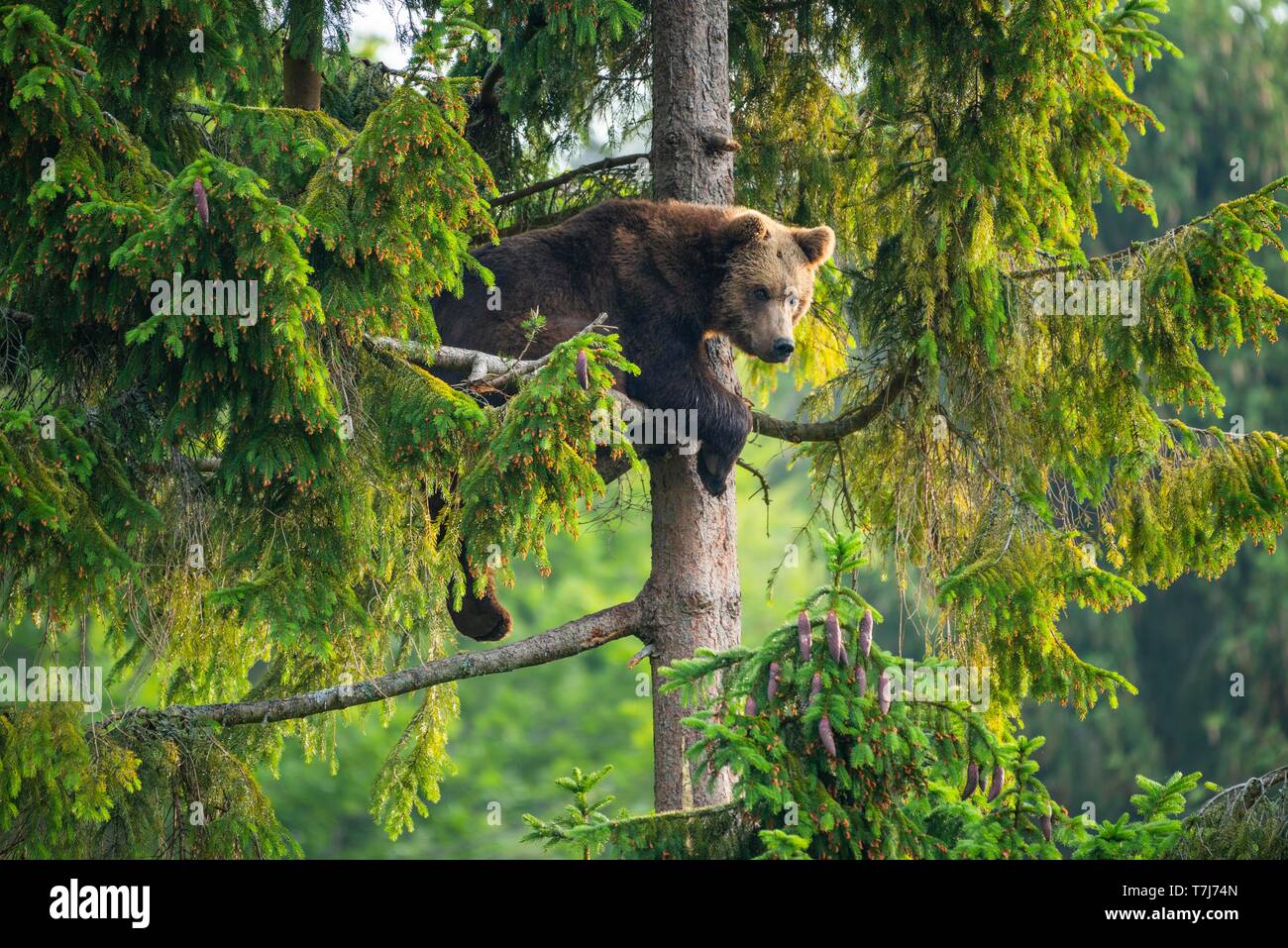 European Brown bear (Ursus arctos) sitting in a tree, National Park Bavarian Forest, Bavaria, Germany Stock Photo