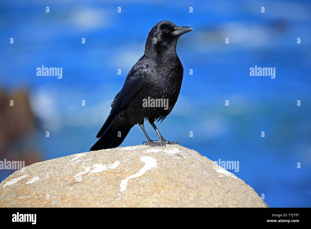 American Crow (Corvus brachyrhynchos), adult, stands on rocks at the ...