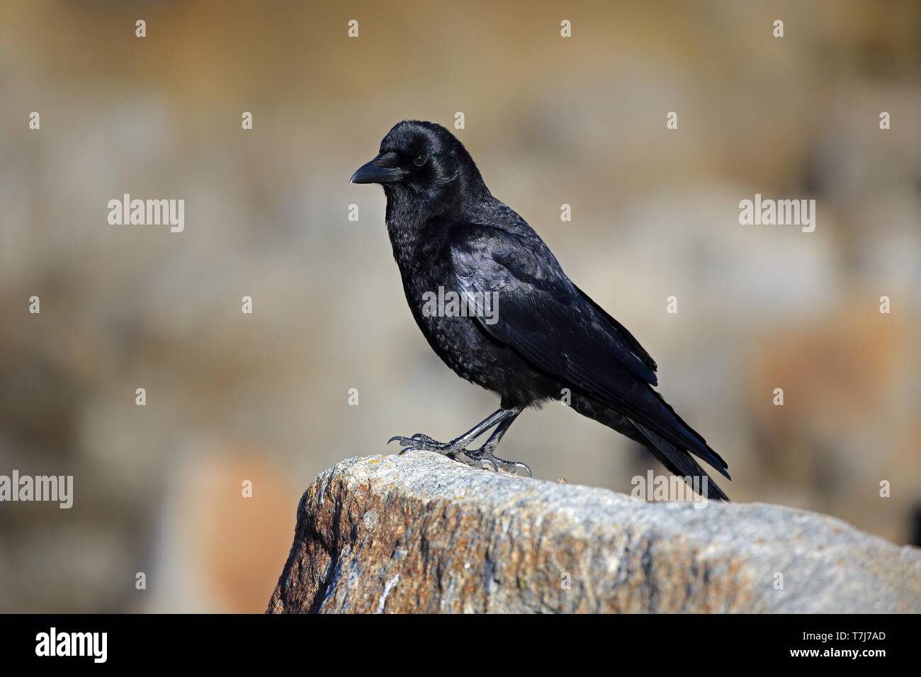 American crow stands on hi-res stock photography and images - Alamy