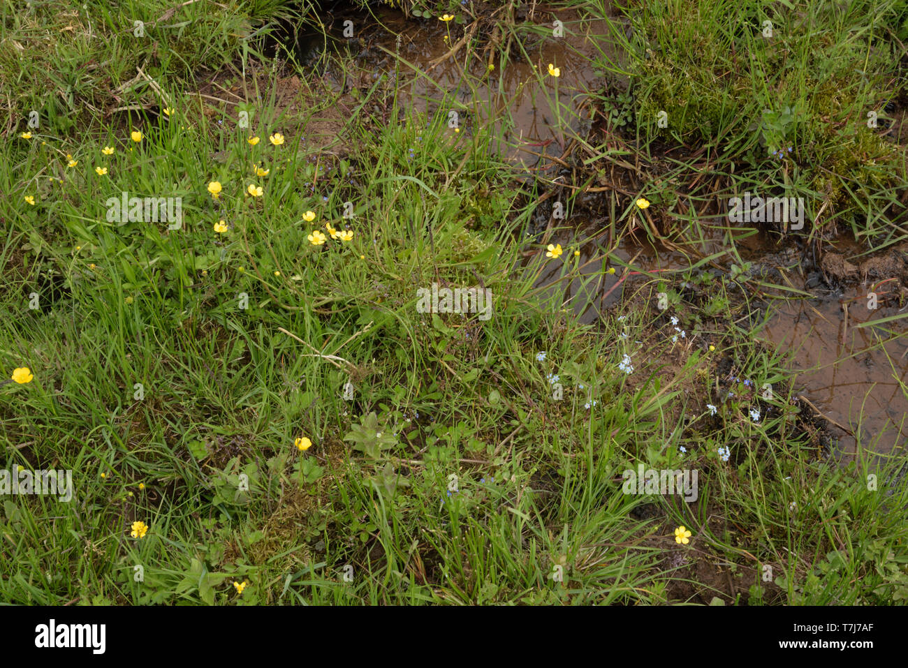 Spearwort, Forget-me-not and Brooklime in a Wet Black Mountains Meadow Stock Photo