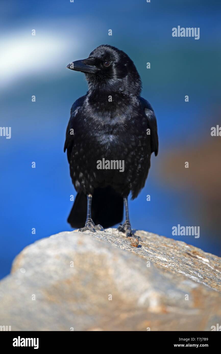 American Crow (Corvus brachyrhynchos), adult, stands on rocks ...