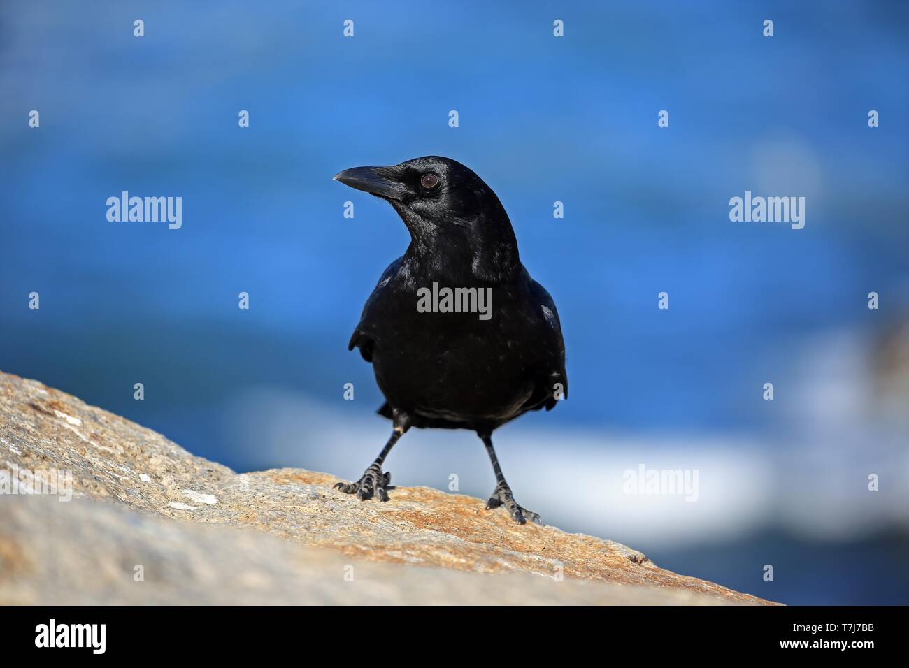 American crow corvus brachyrhynchos adult hi-res stock photography and ...