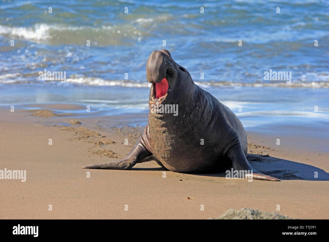 Northern Elephant Seal (Mirounga angustirostris), adult male calling on the beach, Piedras Blancas Rookery, San Simeon, San Luis Obispo County Stock Photo
