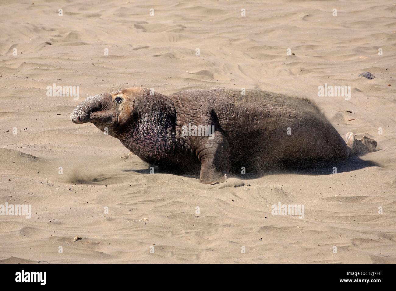 Northern Elephant Seal (Mirounga angustirostris), adult male walking in the sand, Piedras Blancas Rookery, San Simeon, San Luis Obispo County Stock Photo