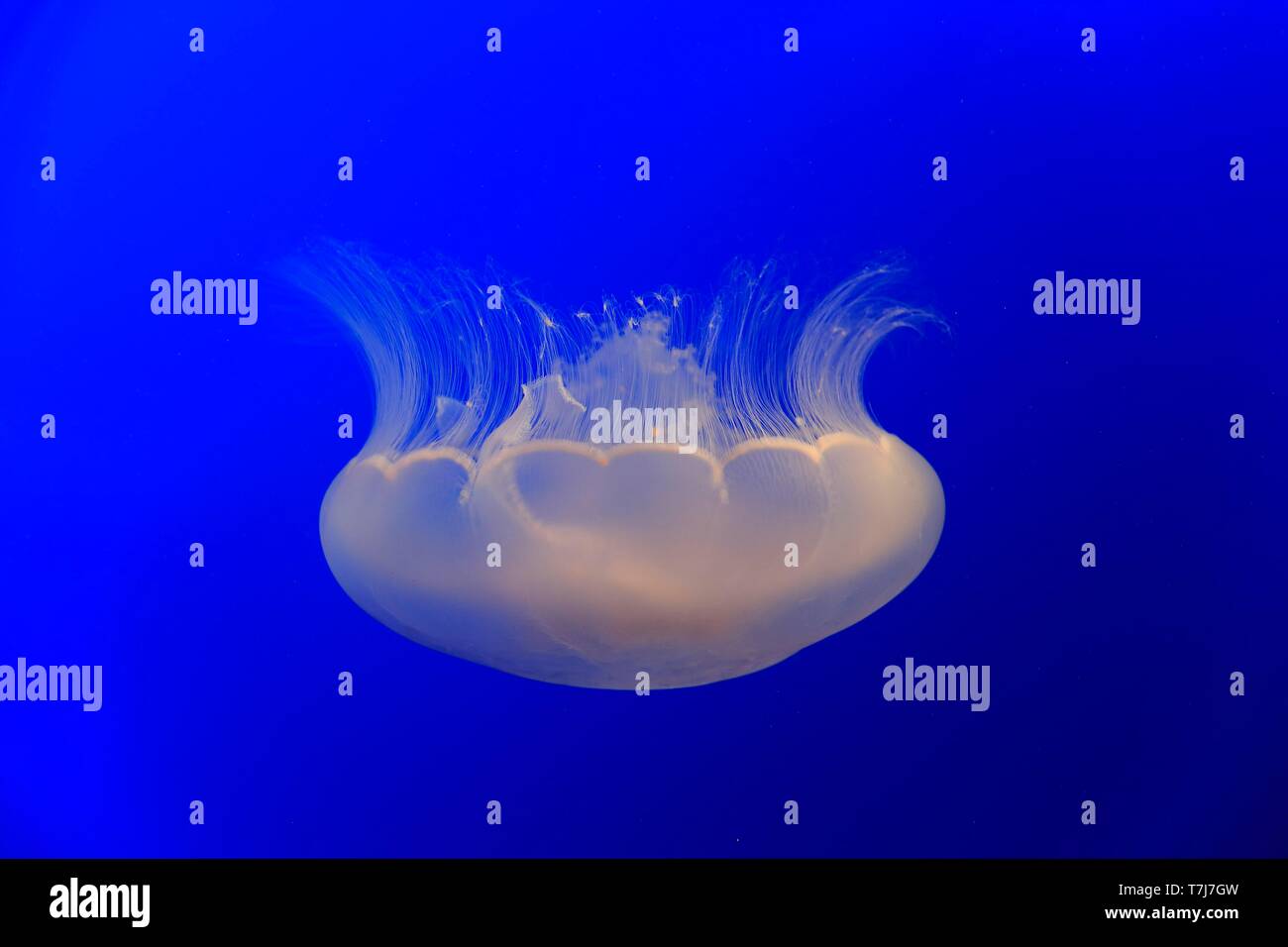 Common jellyfish (Aurelia labiata), in water, California, USA Stock Photo
