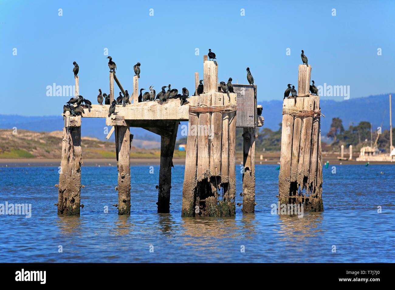 Brandt's cormorant (Phalacrocorax penicillatus), adult, swarm on decayed jetty, California, USA Stock Photo