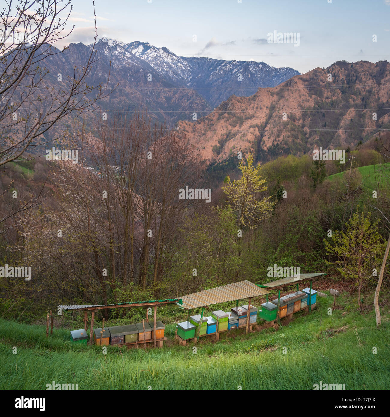 Honey bee hives italy hi-res stock photography and images - Alamy