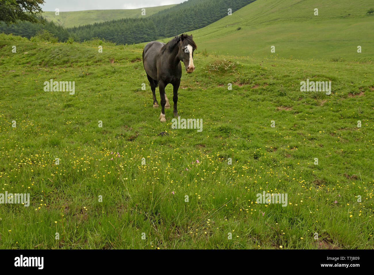 A horse in a Black Mountains Meadow with Meadow Flowers Stock Photo