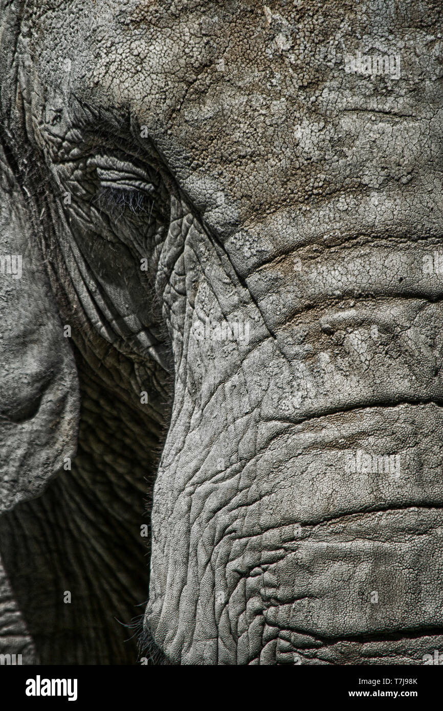 Elephant closeup Stock Photo