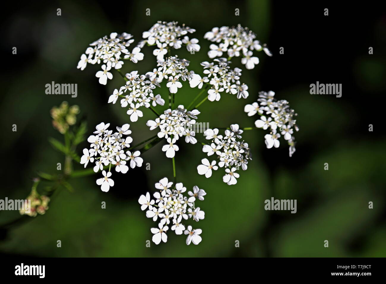 Cow Parsley, Anthriscus sylvestris, wild chervil, wild beaked parsley, or keck is a herbaceous biennial in the family Apiaceae, genus Anthriscus. Stock Photo